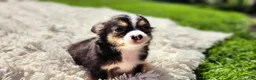 Chihuahua dogs for sale: Tony - Ad 6