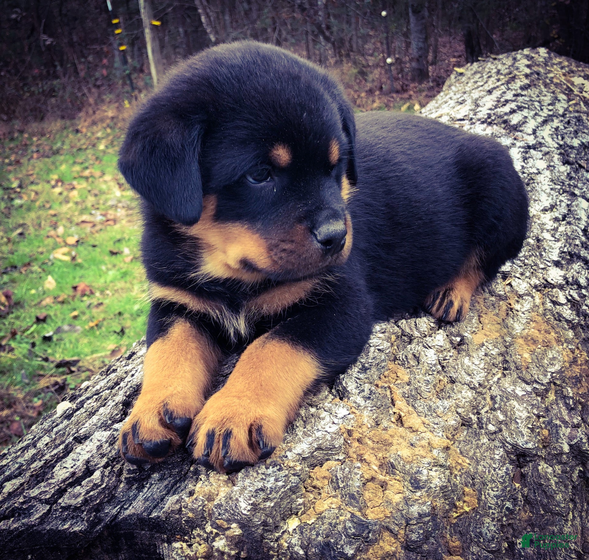 Rottweiler dogs Rottweiler 4 - Ad 3