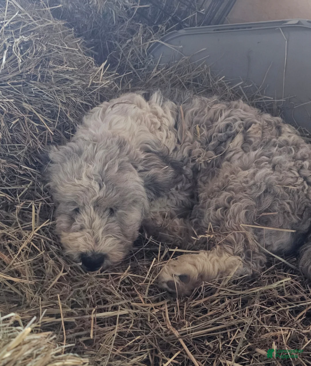 Bichpoo dogs for sale: Josie - Ad 2