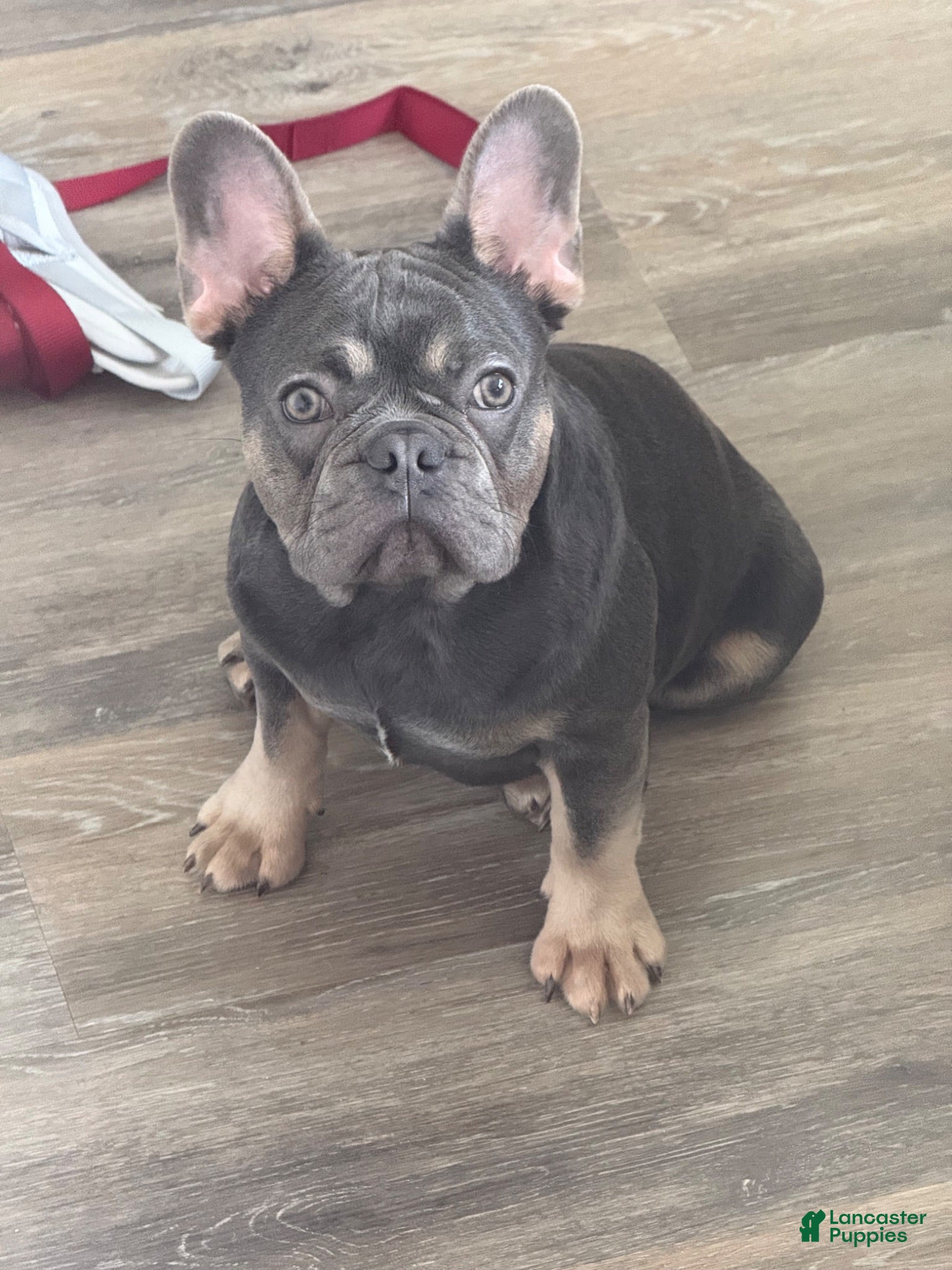 French Bulldog dogs Bruno - Ad 1