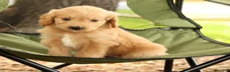 Mini Goldendoodle dogs for sale: Michelle - Ad 8