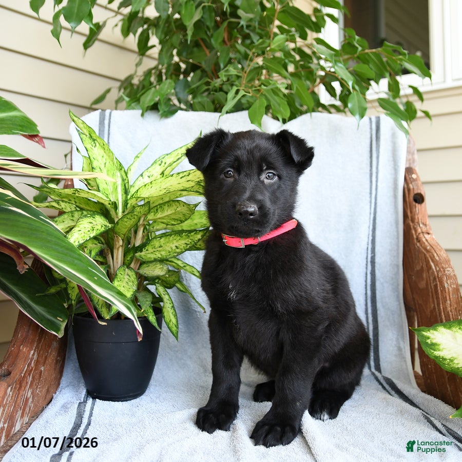 German Shepherd dogs Nash - Ad 39