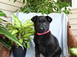 German Shepherd dogs Nash - Ad 39