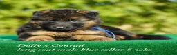 German Shepherd dogs for sale: German Shepherd female red collar - Ad 23