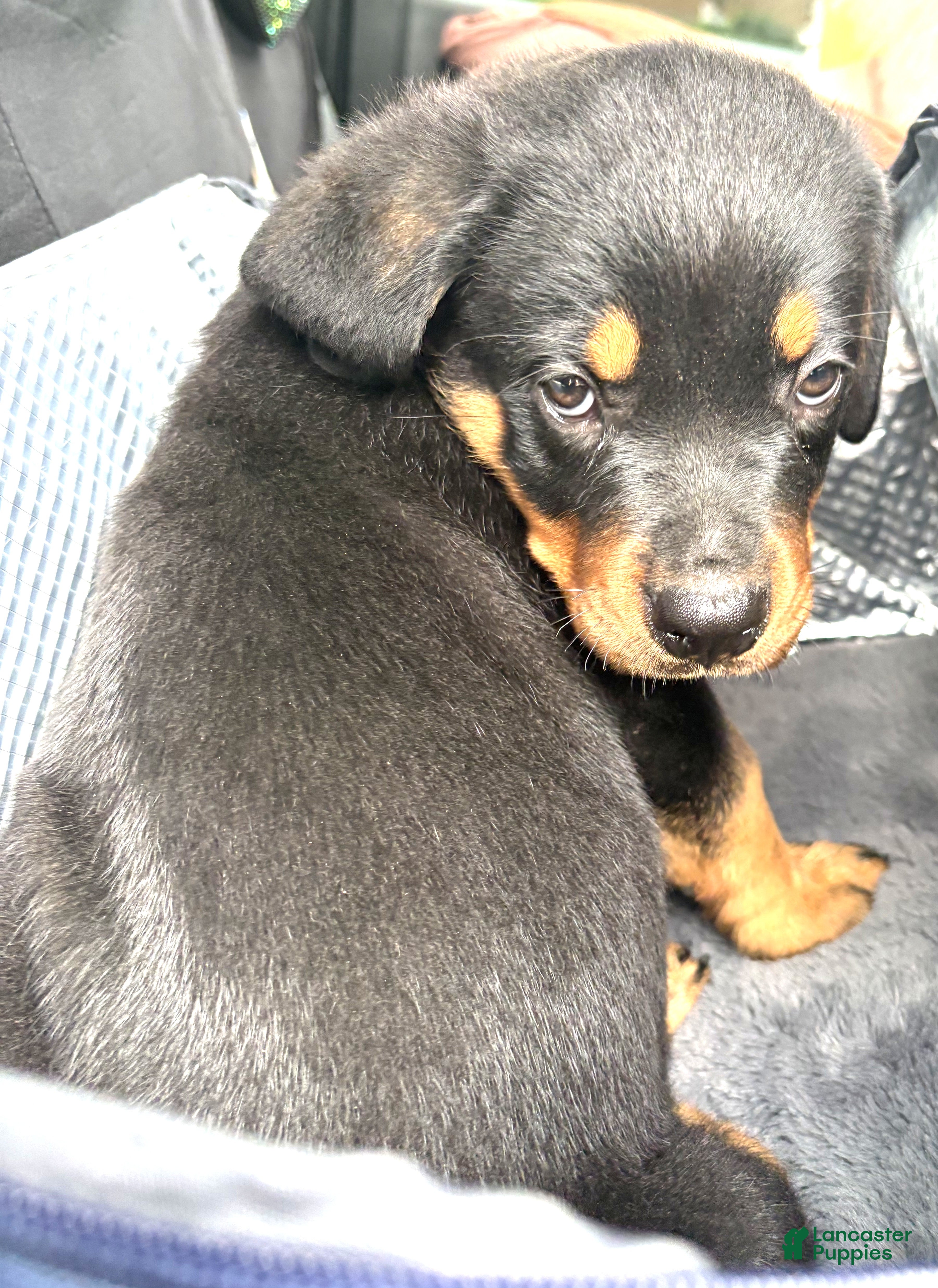 Rottweiler dogs for sale: Rottweiler 2 - Ad 13