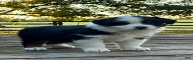 Australian Shepherd 7