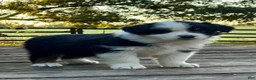 Australian Shepherd dogs for sale: Australian Shepherd 7 - Ad 1