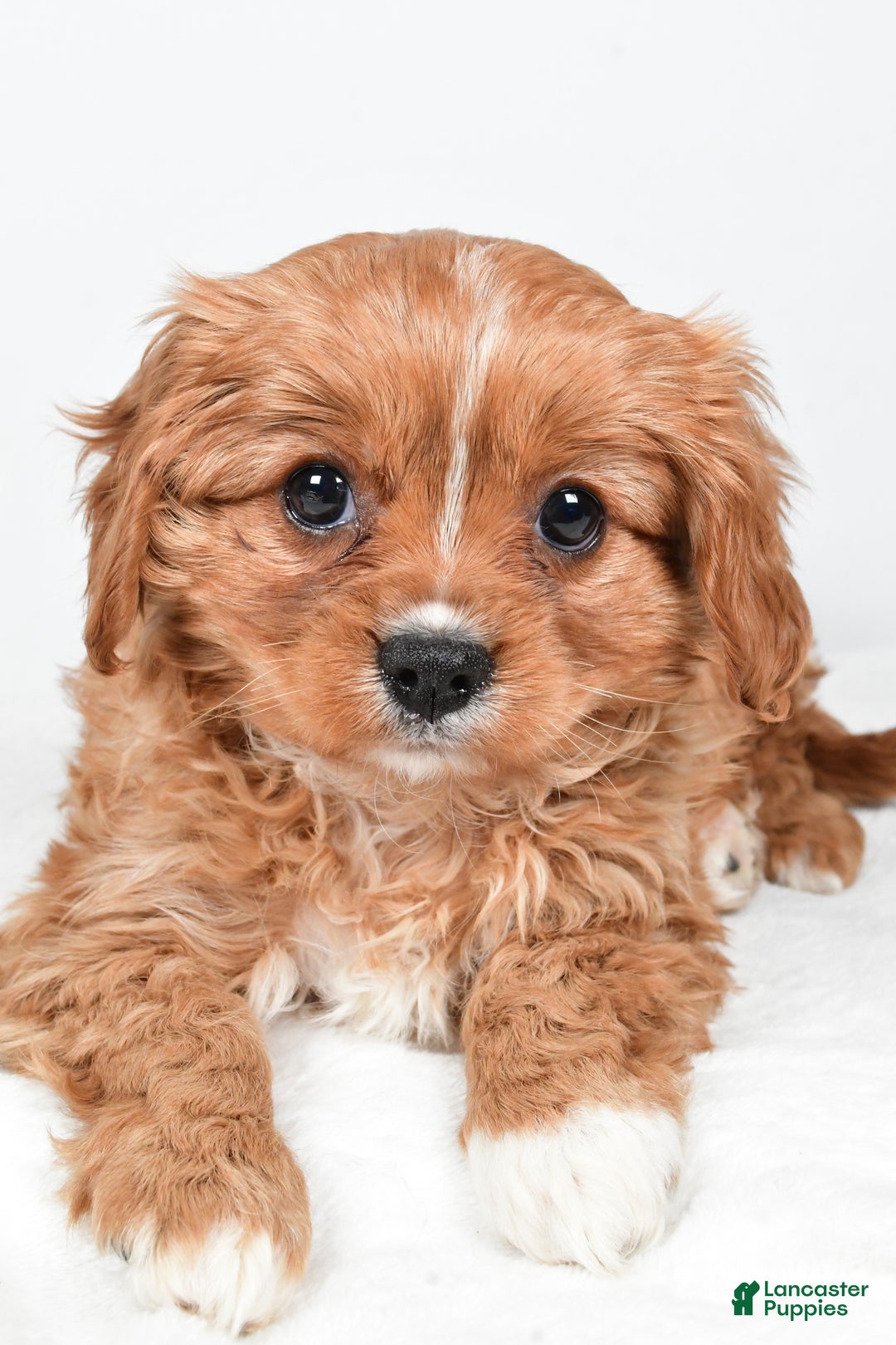 Cavapoo dogs for sale: Pudge f one b - Ad 9
