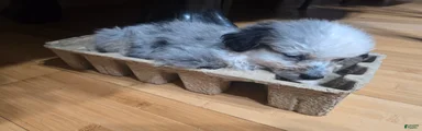 Miniature Australian Shepherd 6