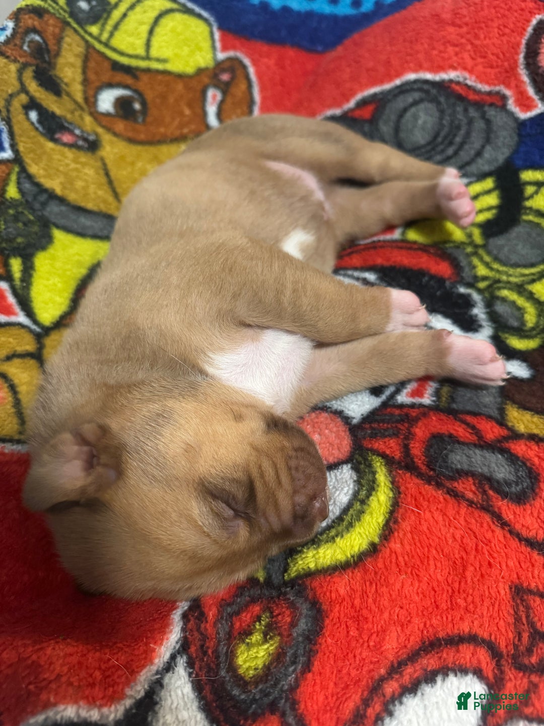 Mixed Breed dogs for sale: Mixed Breed Puppy 1 - Ad 4