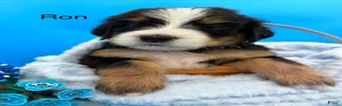 Bernedoodle Puppy 4