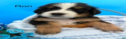 Bernedoodle dogs for sale: Bernedoodle Puppy 4 - Ad 1