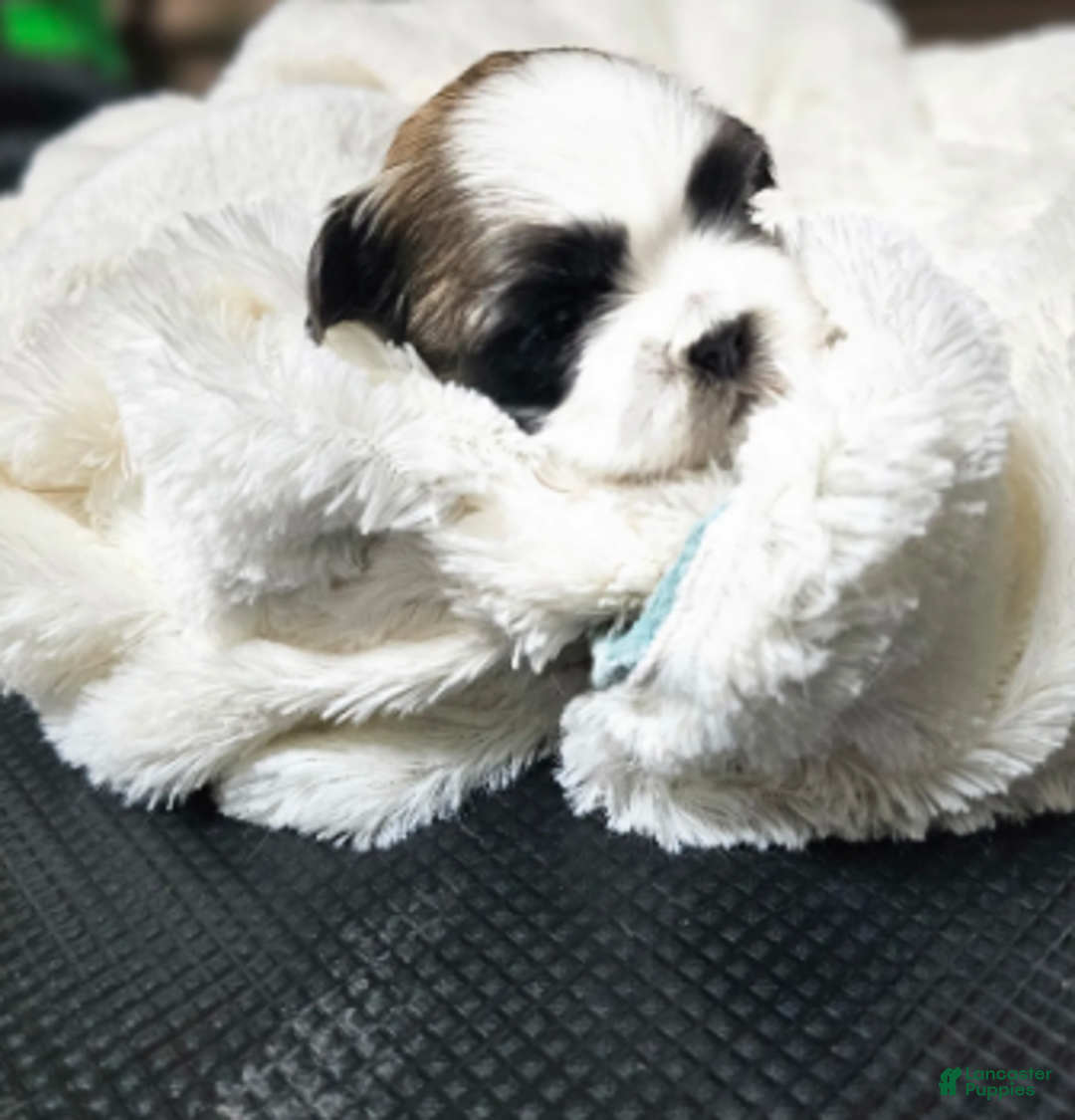 Shih Tzu dogs for sale: Chester Ckc - Ad 6