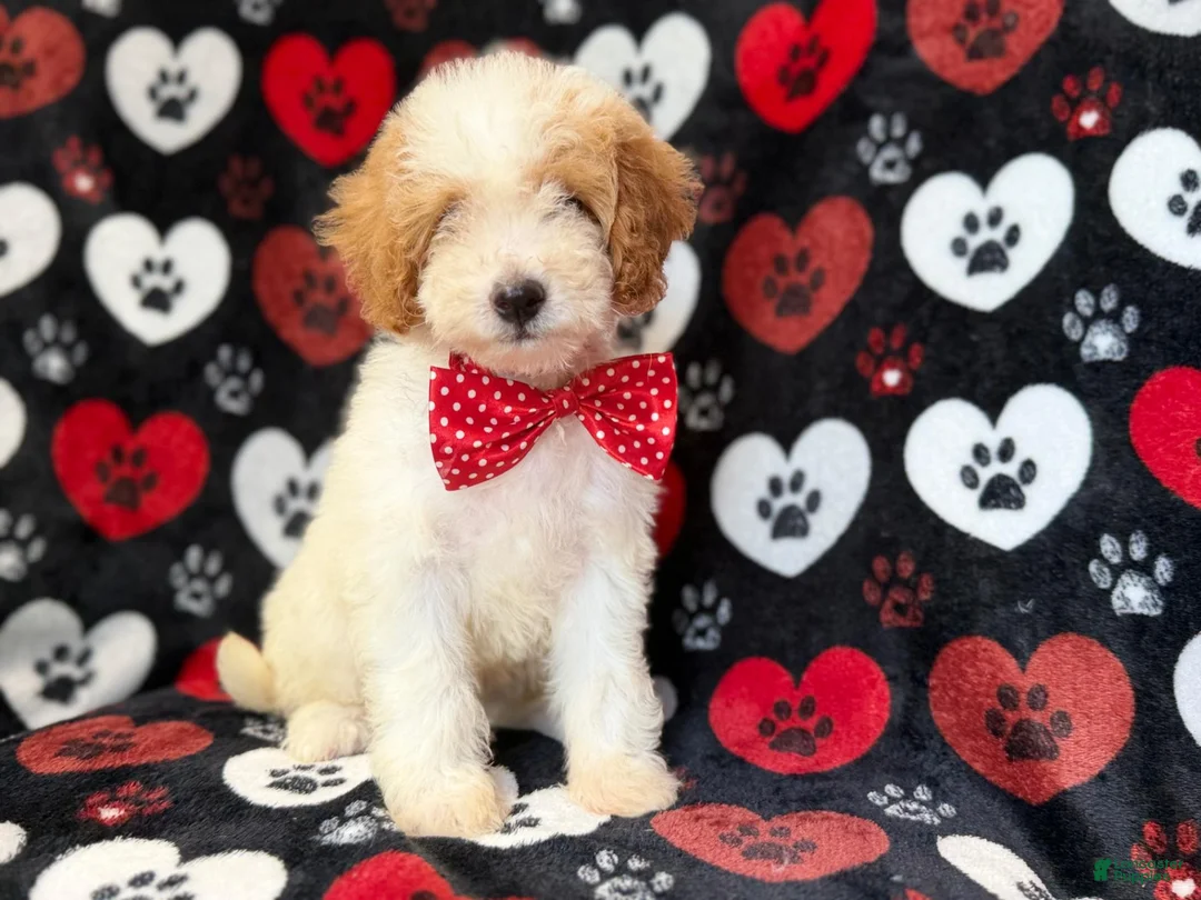Cavapoo dogs for sale: Spike - Ad 1