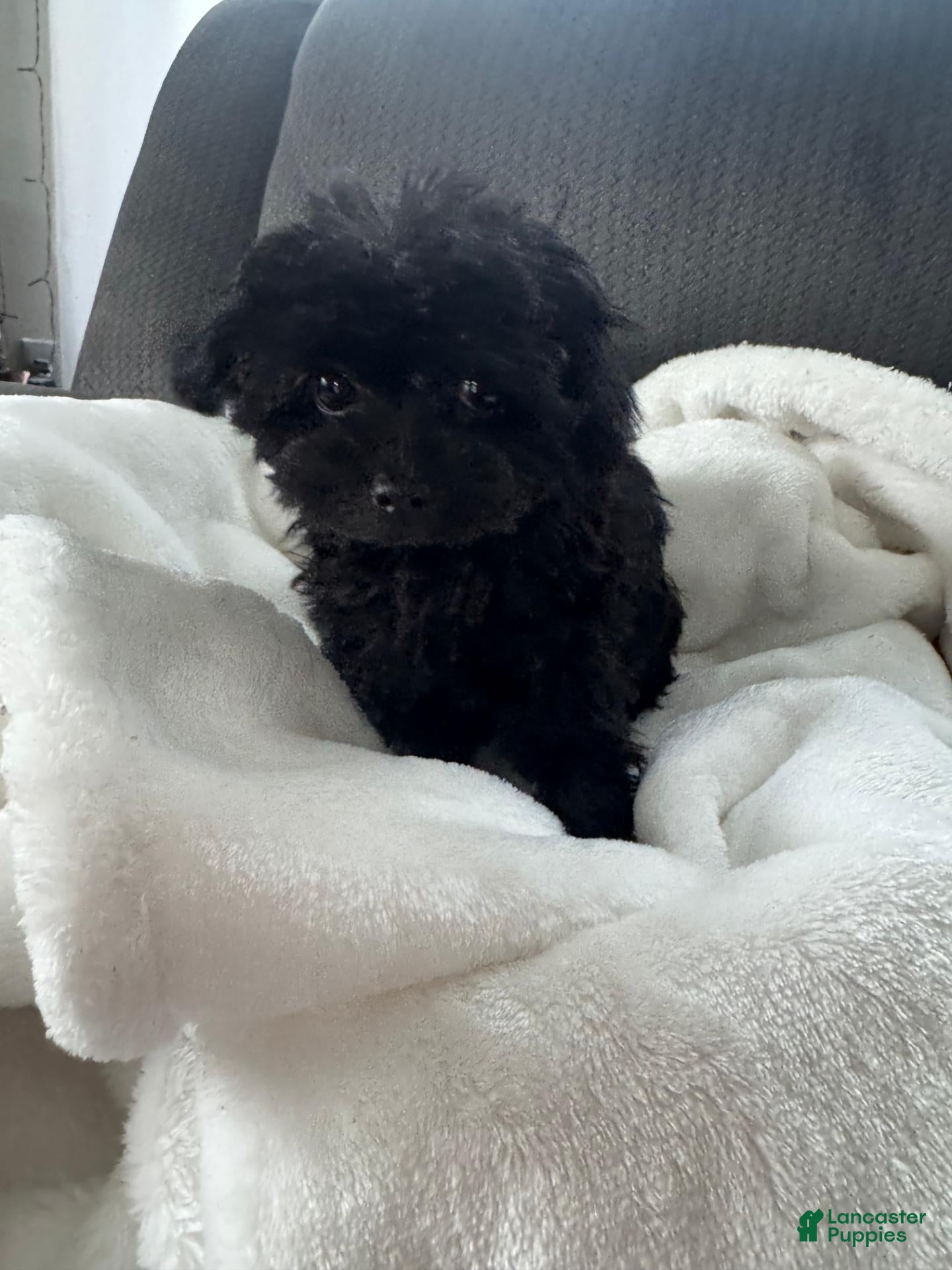 Shihpoo dogs Teacup Pepper - Ad 2