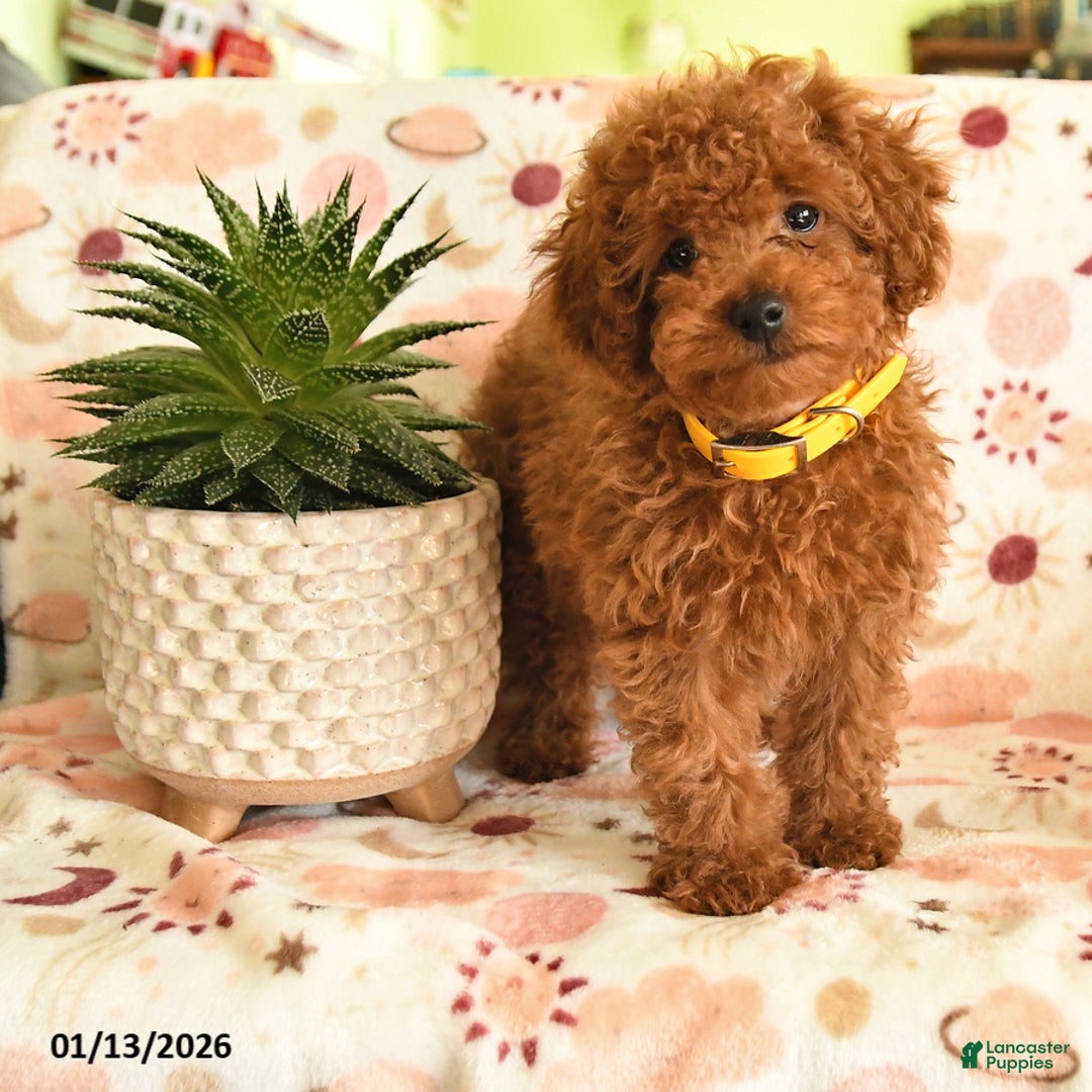 Miniature Poodle dogs for sale: Merry - Ad 2