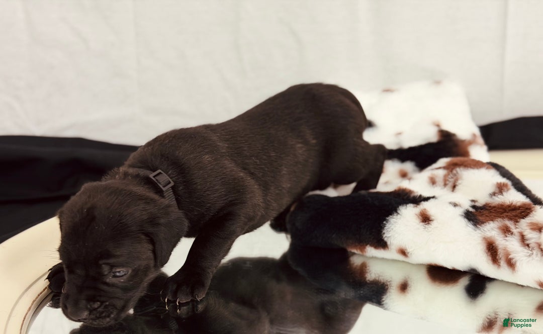 Cane Corso dogs for sale: Athena  - Ad 4