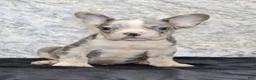 French Bulldog dogs for sale: Dallas Male AKC French Bulldog - Ad 8