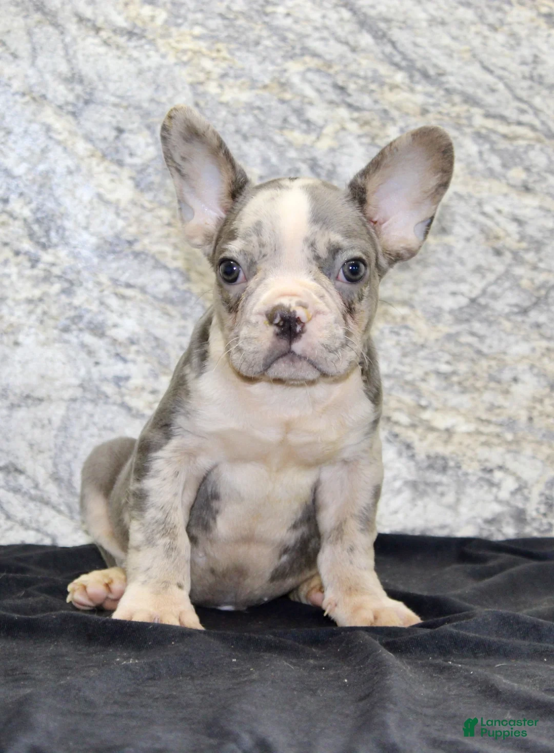 French Bulldog dogs for sale: Dallas Male AKC French Bulldog - Ad 8
