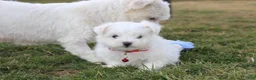 Maltese dogs for sale: Button  - Ad 8