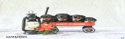 Miniature Dachshund dogs for sale: Milo - Ad 3