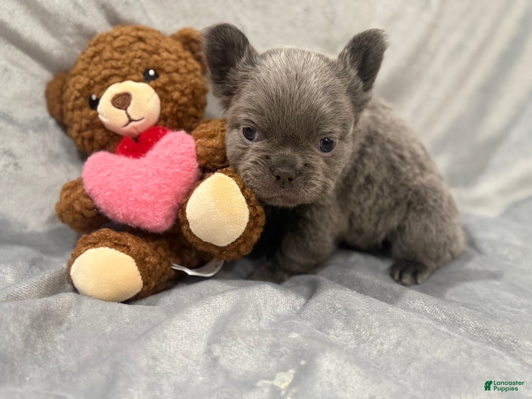 French Bulldog dogs for sale: Jingles - Ad 3