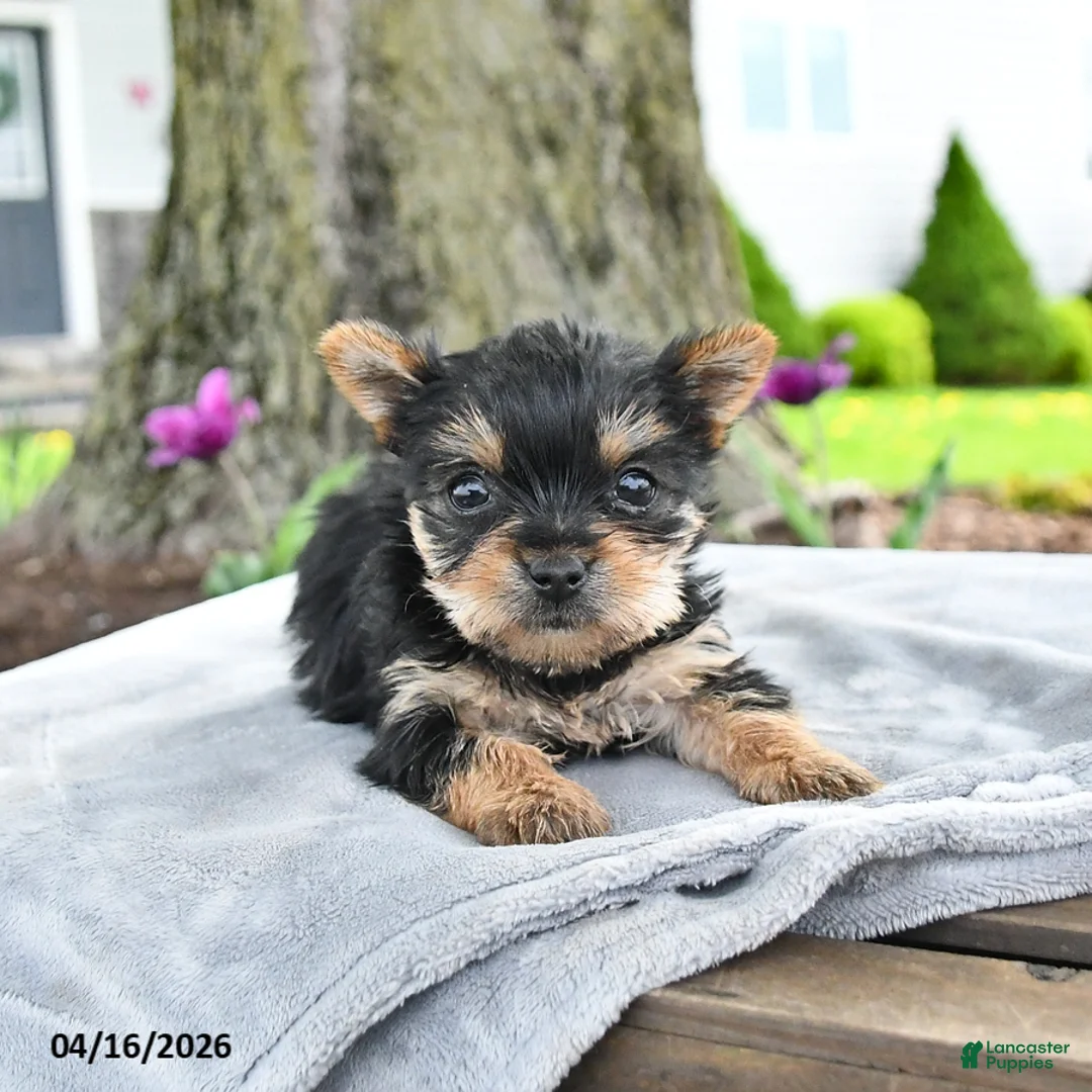 Yorkshire Terrier dogs for sale: Trixie - Ad 2