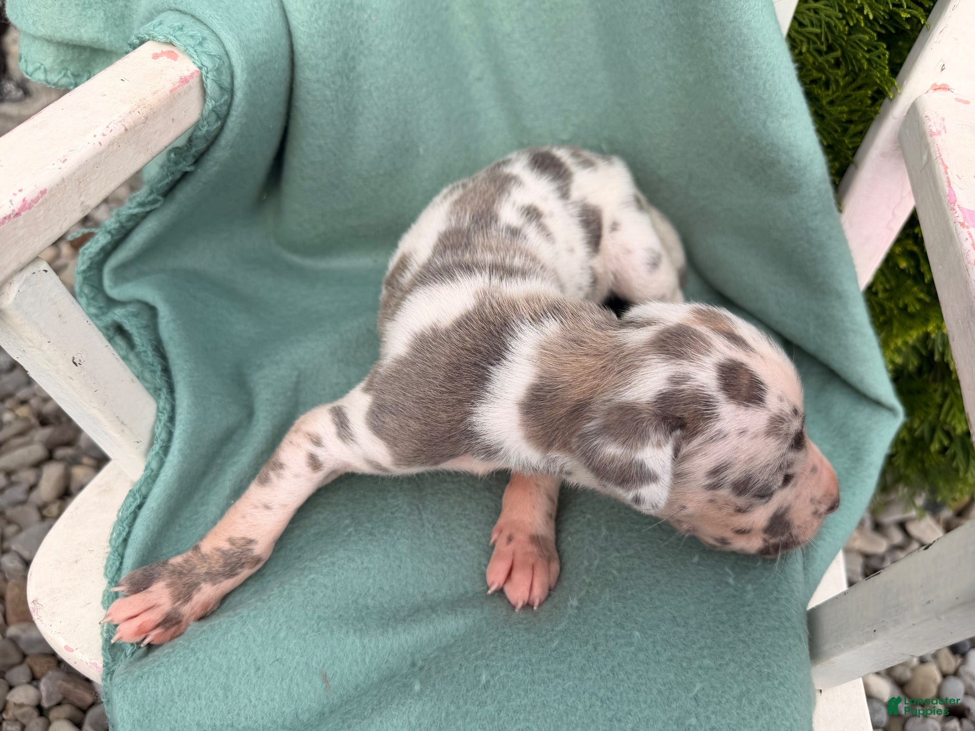 Great Dane dogs Opal  - Ad 2