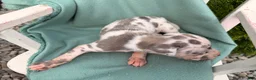 Great Dane dogs for sale: Opal  - Ad 2