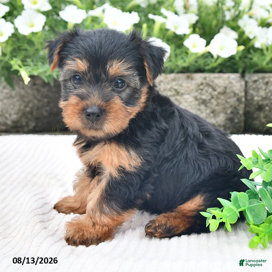 Yorkshire Terrier dogs Asher - Ad 2