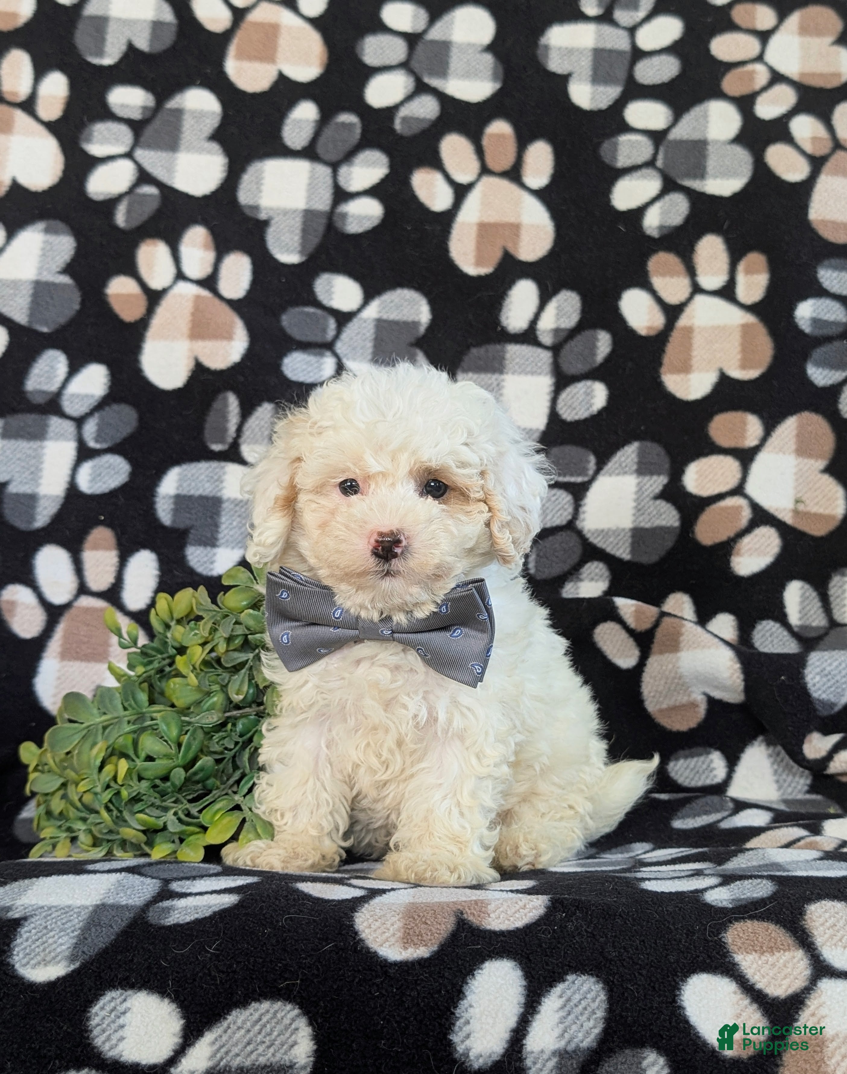 Bichpoo dogs Adken - Ad 1