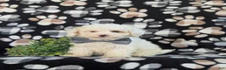 Bichpoo dogs for sale: Adken - Ad 1