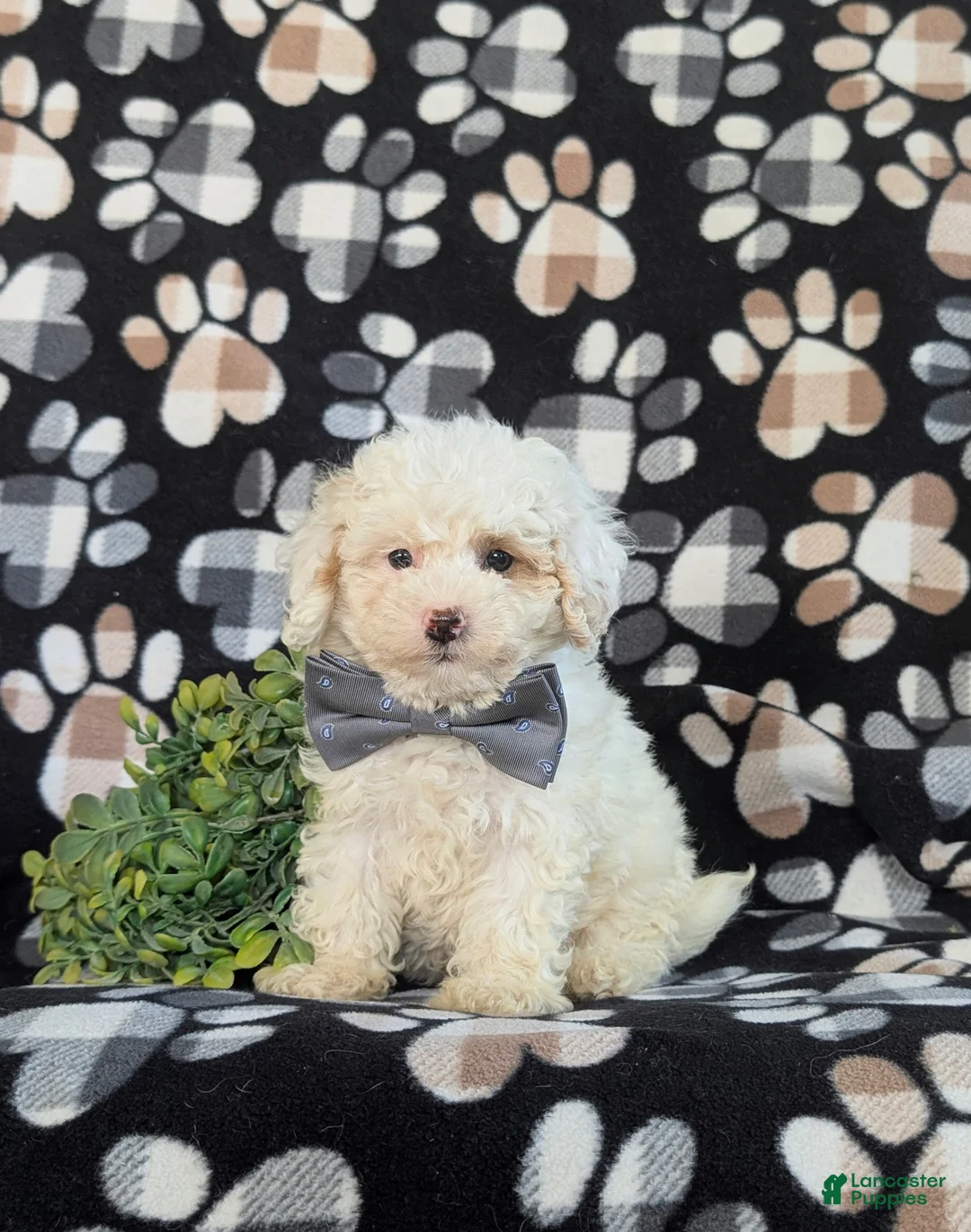 Bichpoo dogs for sale: Adken - Ad 1