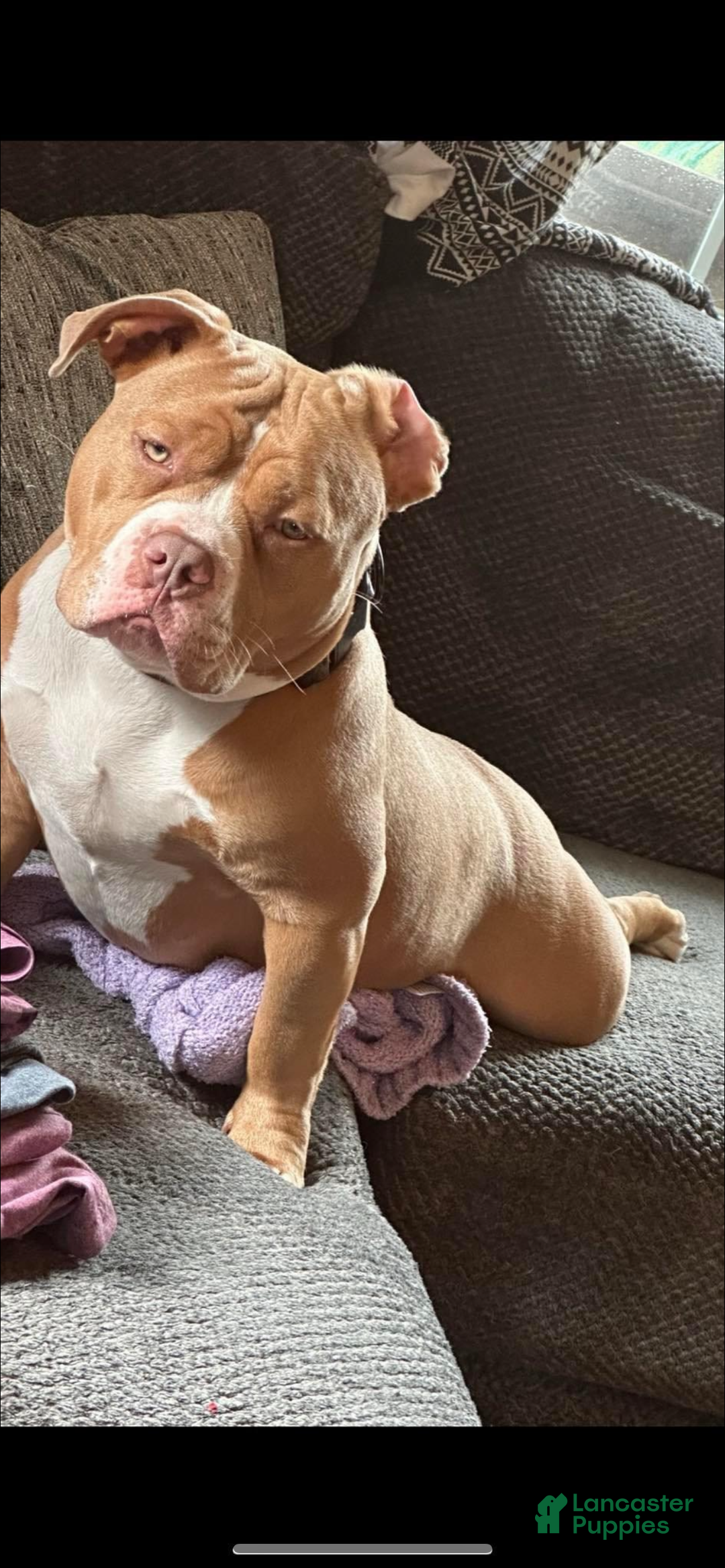 American Bully dogs for sale: American Bully Puppy 1 - Ad 3