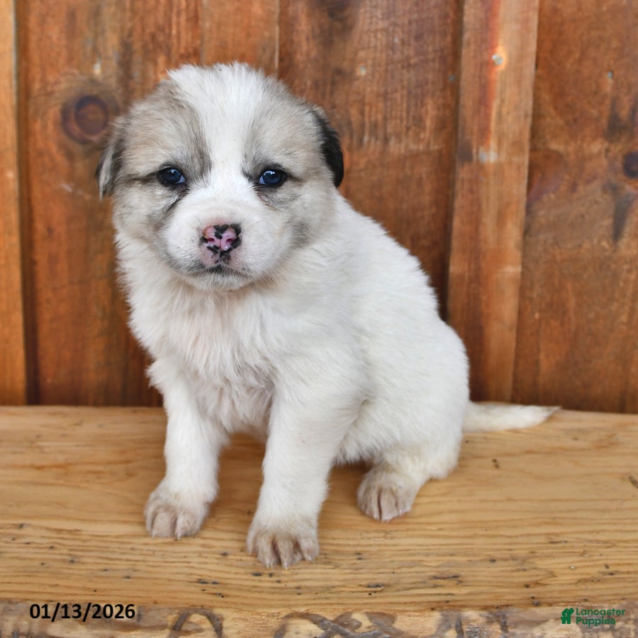 Mixed Breed dogs Luna  - Ad 2