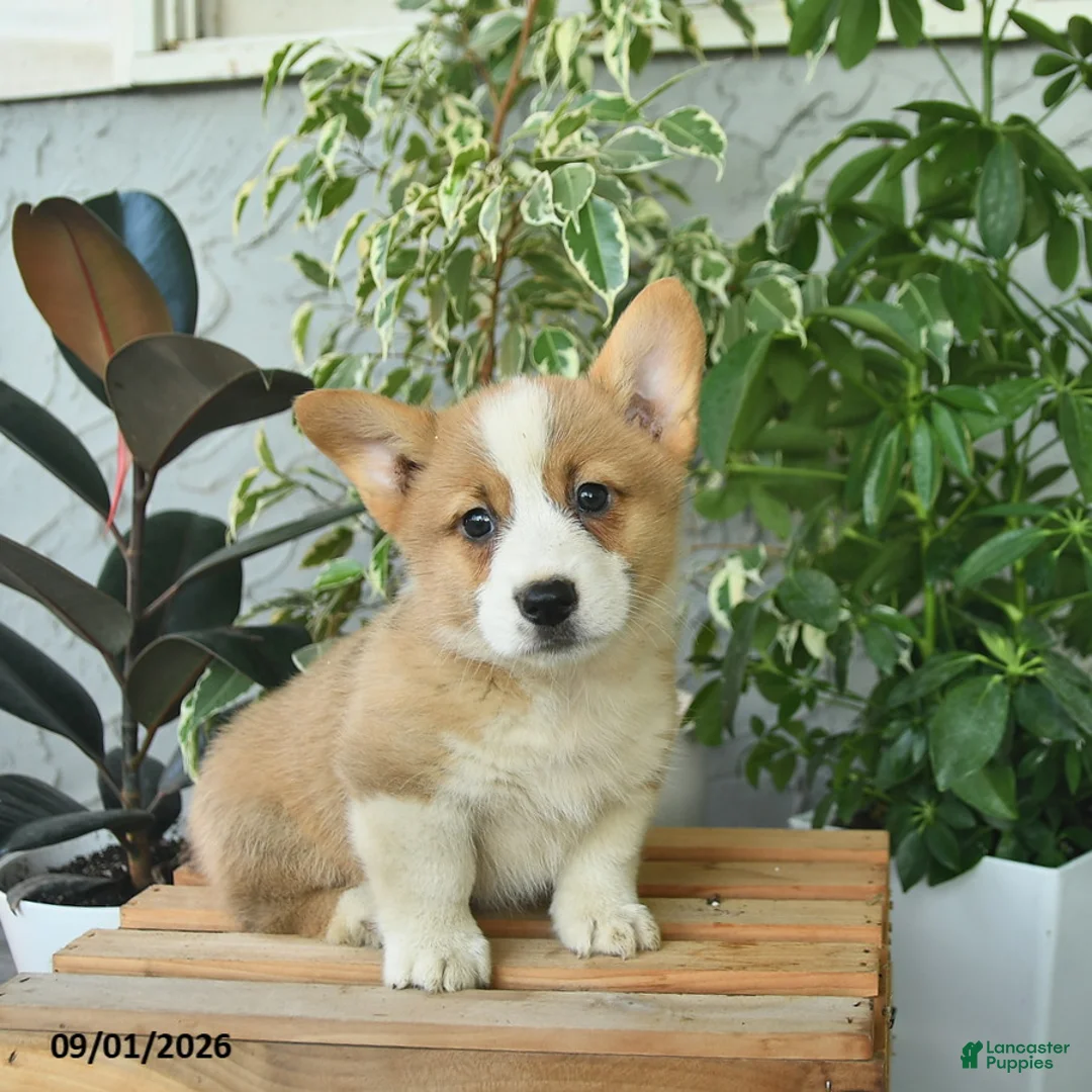 Welsh Corgi Pembroke dogs for sale: Hardy  - Ad 2