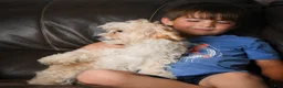 Maltipoo dogs for sale: Lilly - Ad 7