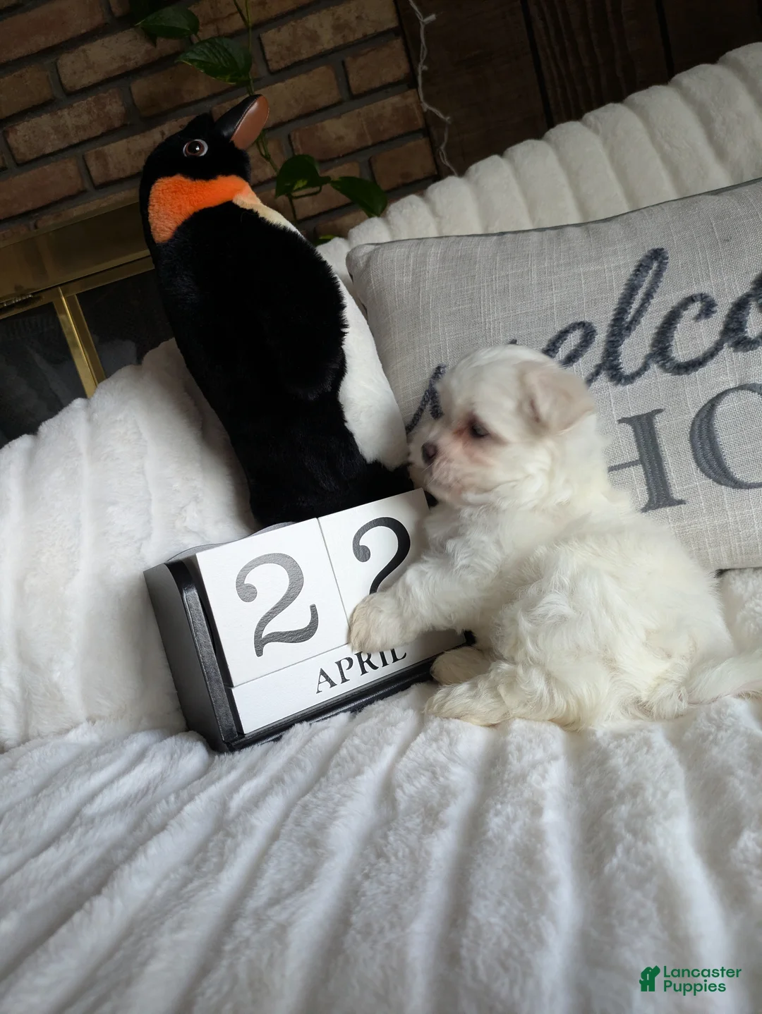 Maltese dogs for sale: Virginia  - Ad 17