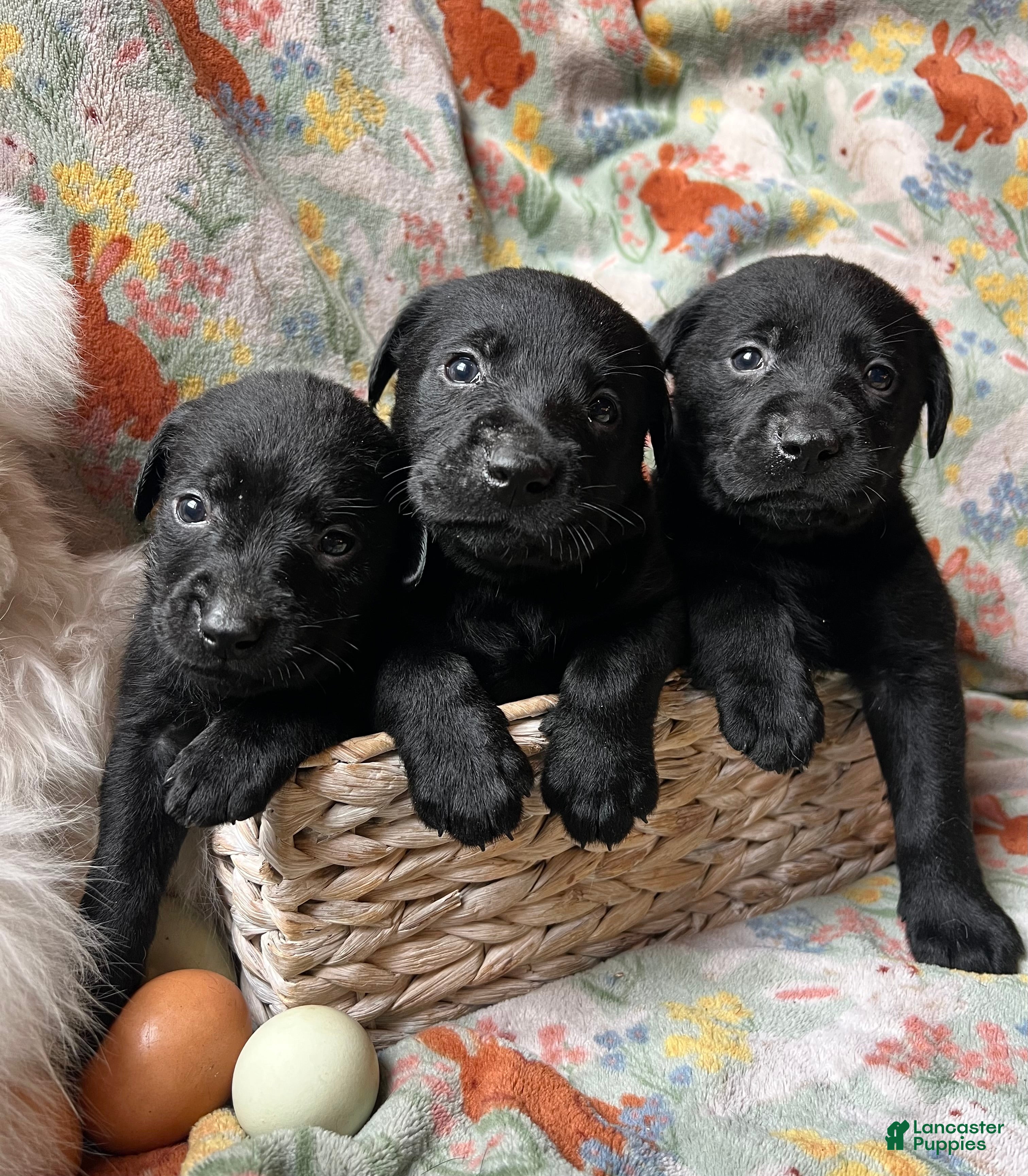 Labrador Retriever dogs Reed - Ad 11