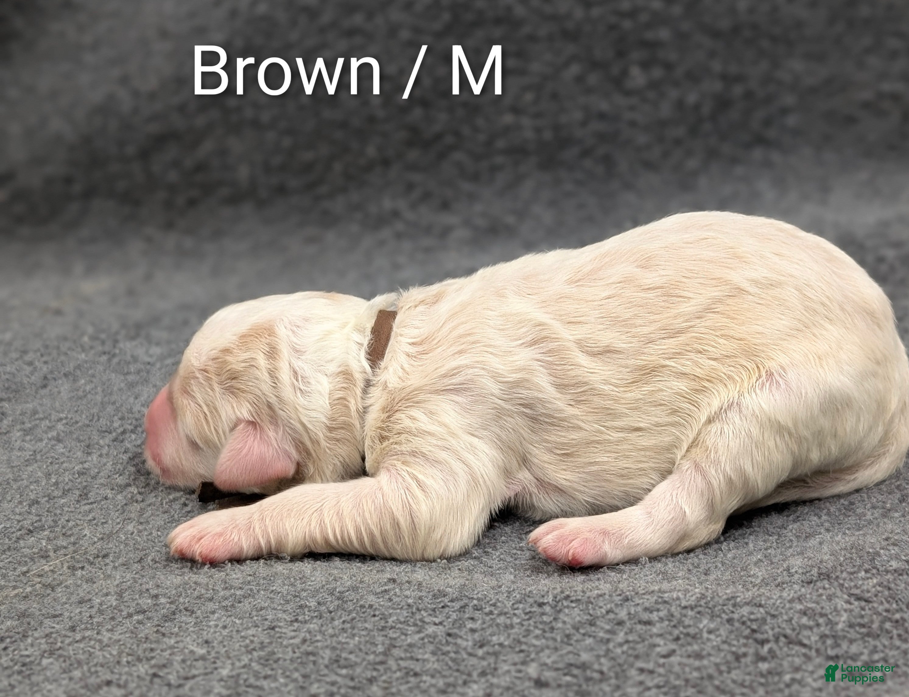 Sheepadoodle dogs Brown collar  - Ad 2