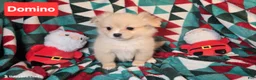 Mixed Breed dogs for sale: Dominoe (Pekingese + Pomeranian  - Ad 3