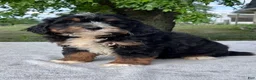 Bernedoodle dogs for sale: Teddy - Ad 3
