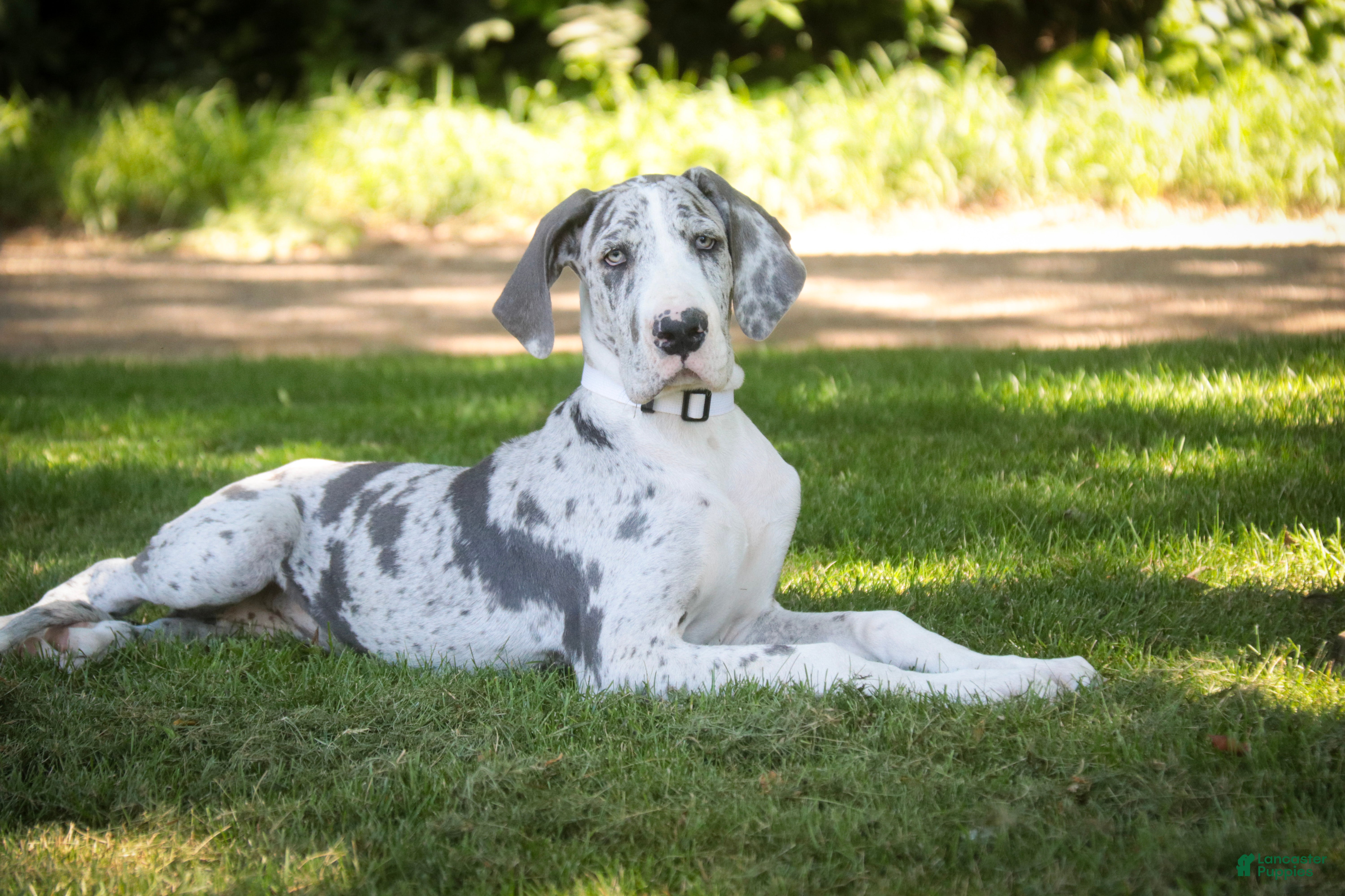 Great Dane dogs Skye - Ad 2
