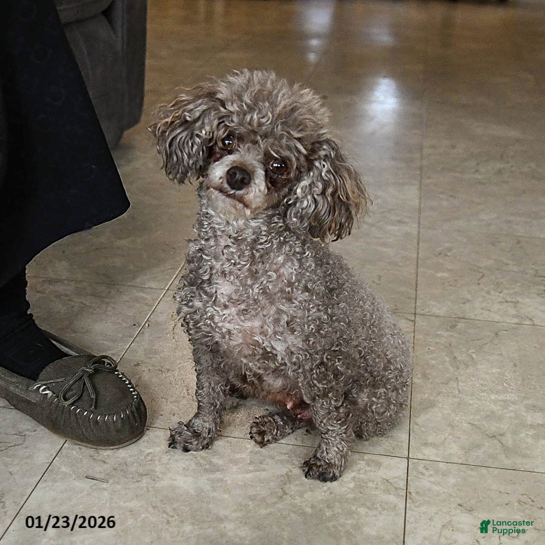 Toy Poodle dogs for sale: Snickers - Ad 6