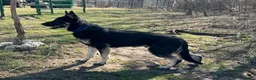 German Shepherd dogs for sale: COMING SOON!! Trained Deterrent Dog!!  - Ad 10