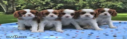 Cavalier King Charles Spaniel dogs for sale: Honey - Ad 5