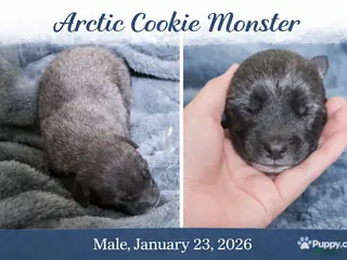 Caucasian Shepherd Dog dogs Caucasian Shepherd Dog Puppy 2 - Ad 5