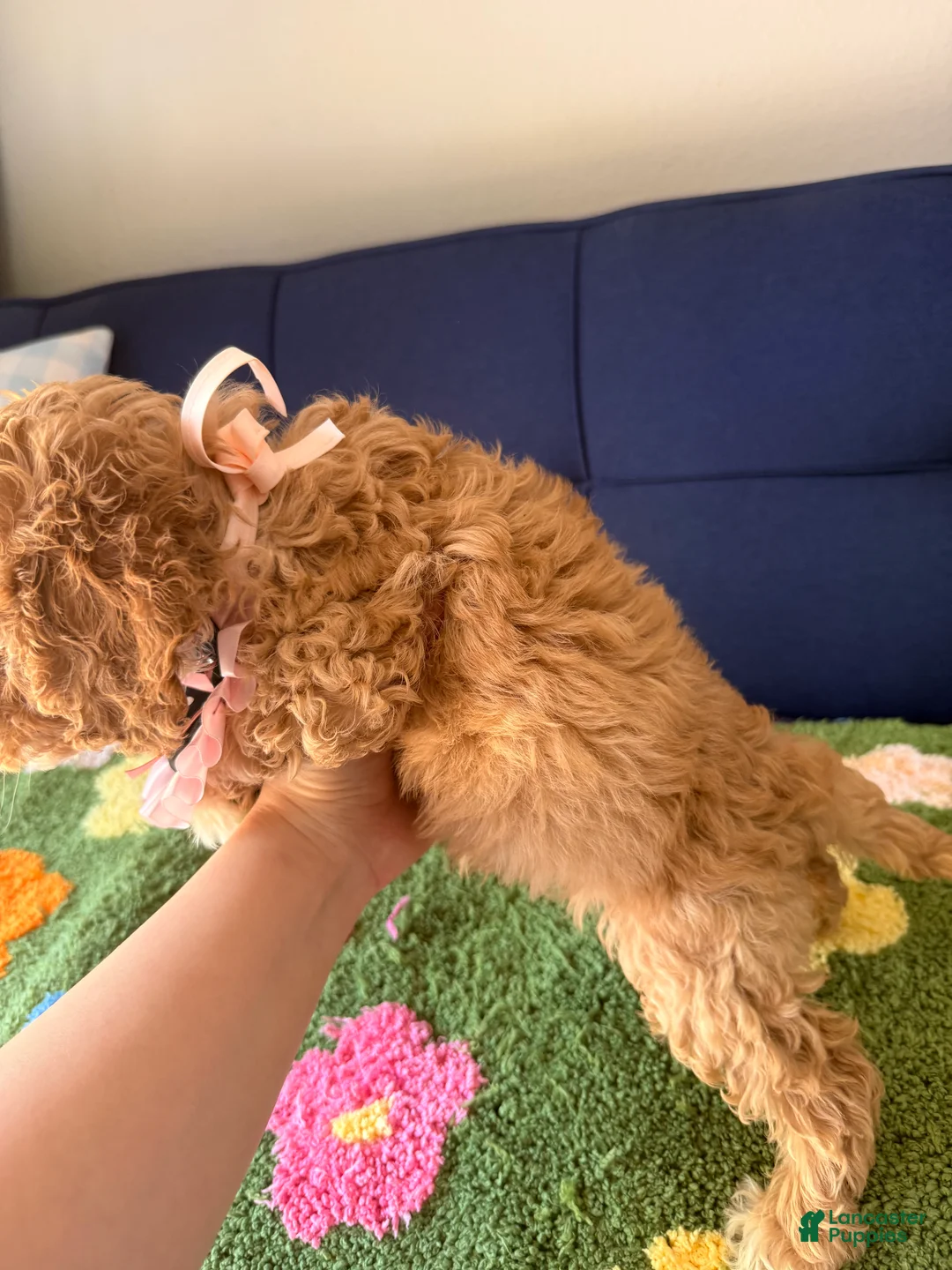 Mini Goldendoodle dogs for sale: mia - Ad 2