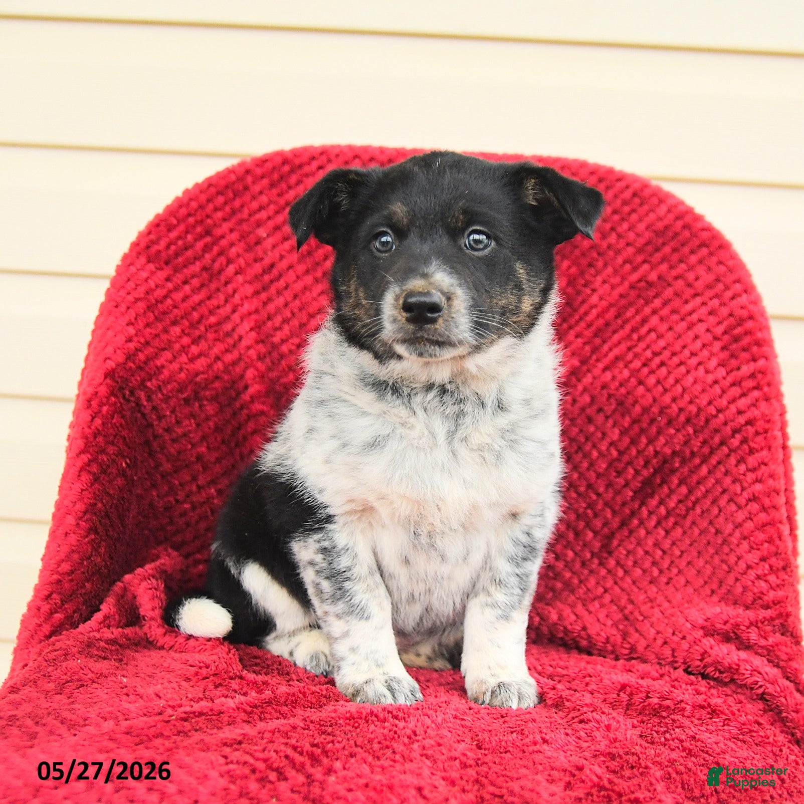 Mixed Breed dogs for sale: Reine - Ad 3