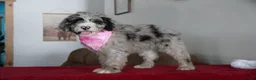 Sheepadoodle dogs for sale: Nova - Ad 5